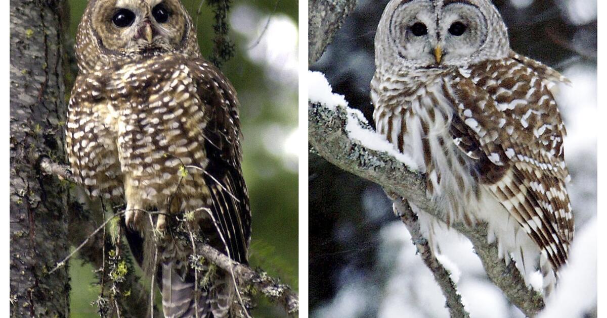 Plan to shoot West Coast owls ignites protest