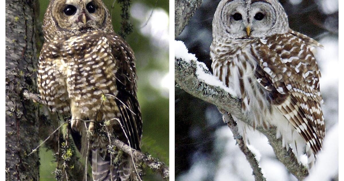 A plan to shoot 450,000 owls - to save a different owl - could be in jeopardy