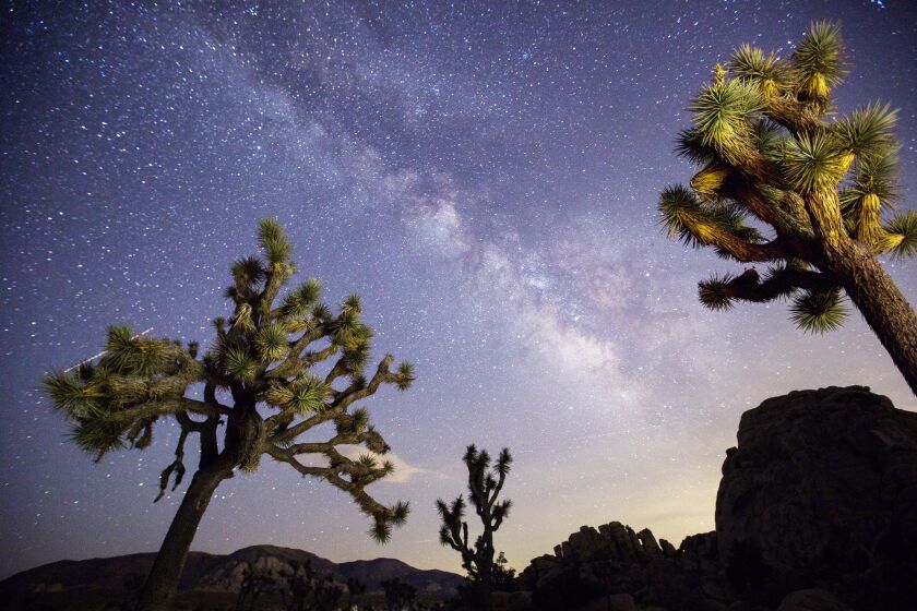 A view of the Milky Way arching over Joshua Trees inside Joshua Tree National Park
