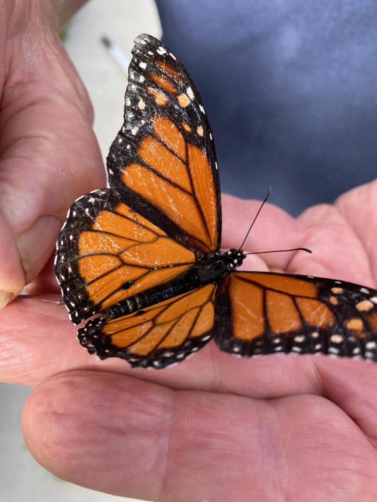 A monarch butterfly rescued from a spider web.
