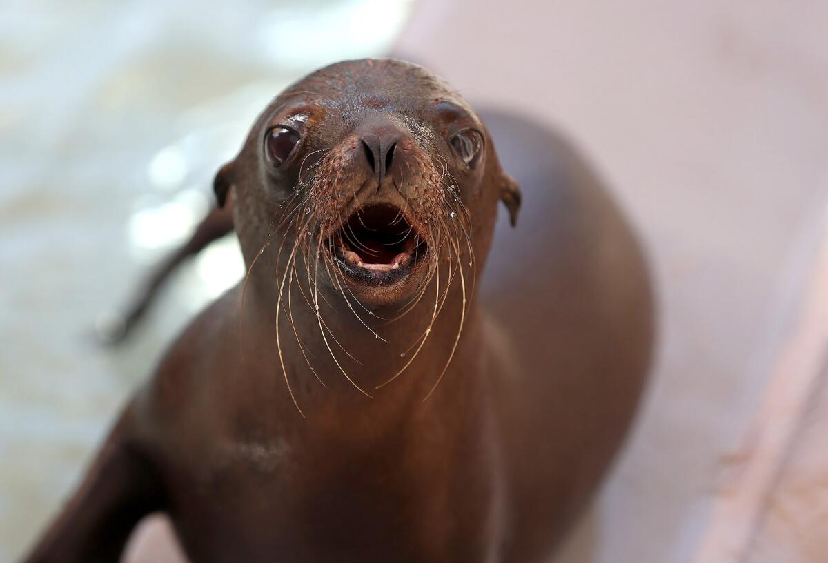 One of the three sea lion pups born at the Pacific Marine Mammal Center.