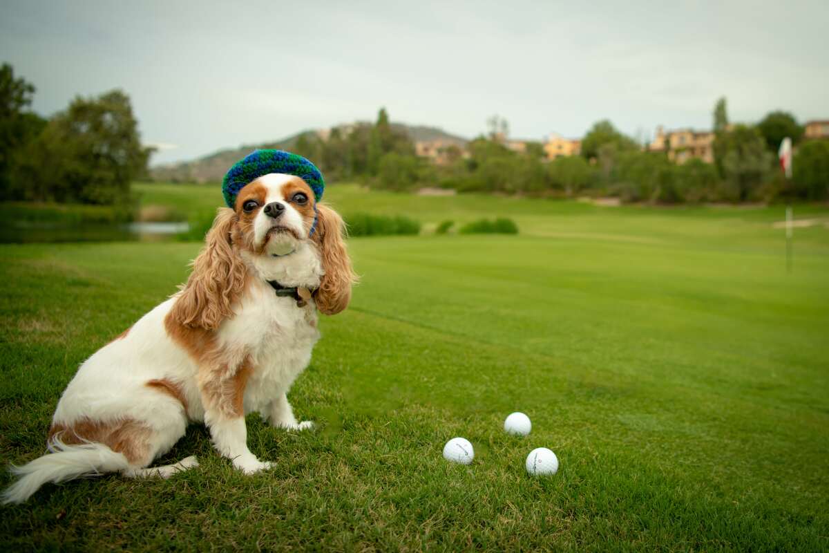 FACE's dog friendly golf tournament will be held on Nov. 4.