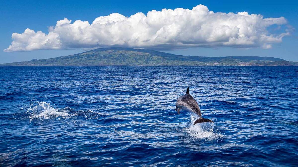Dolphin jumping out of the water near island of Faial (Azores)