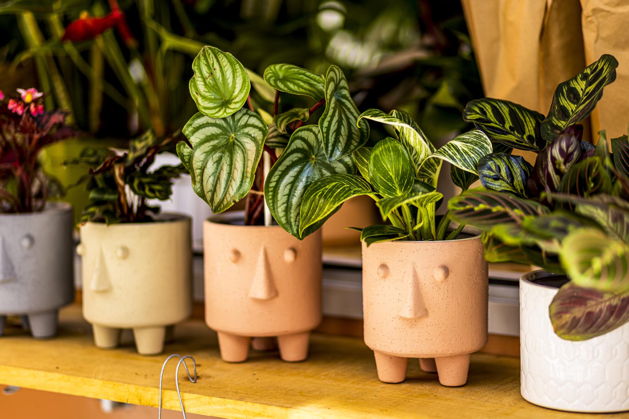 Plants in pots on a shelf. 