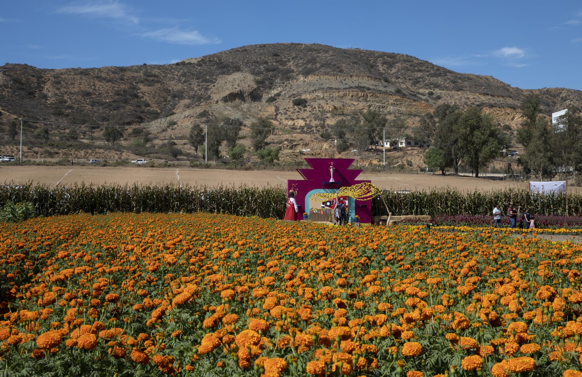 Personas posan enfrente de un mar de flor de cempasúchil en los campos de El Mictlán en Tijuana.