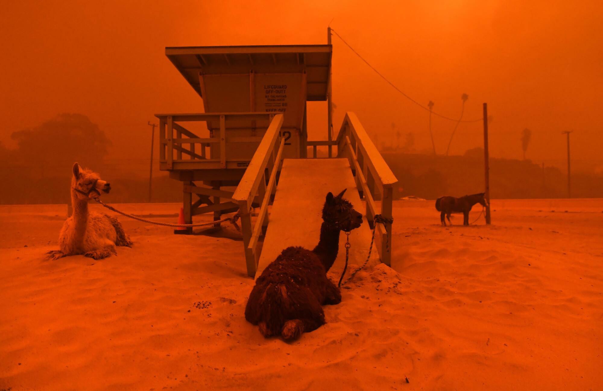 Animals on the sand around a lifeguard station amid thick orange smoke.