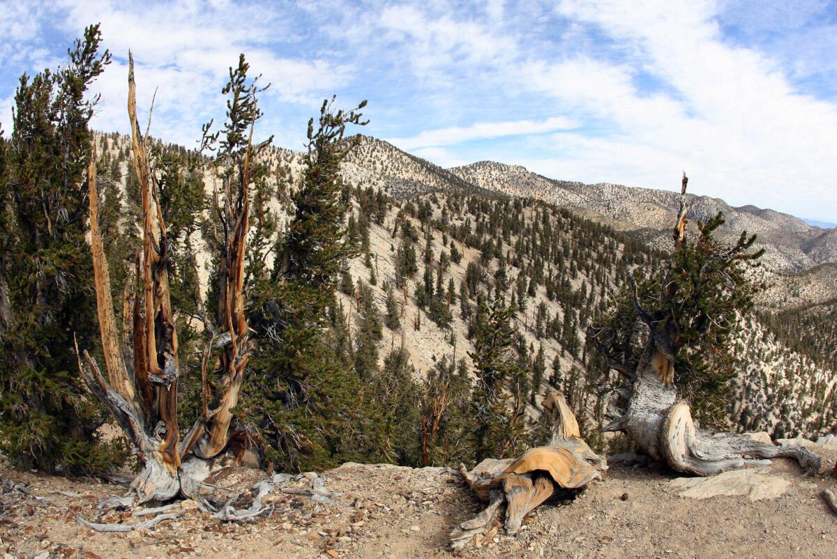 Bristlecone pines like these are gnarly ghosts on the landscape of Inyo National Forest near Bishop, Calif. The location of the oldest one, the Methuselah Tree, is kept secret for preservation reasons, so you won't see signs announcing its presence.