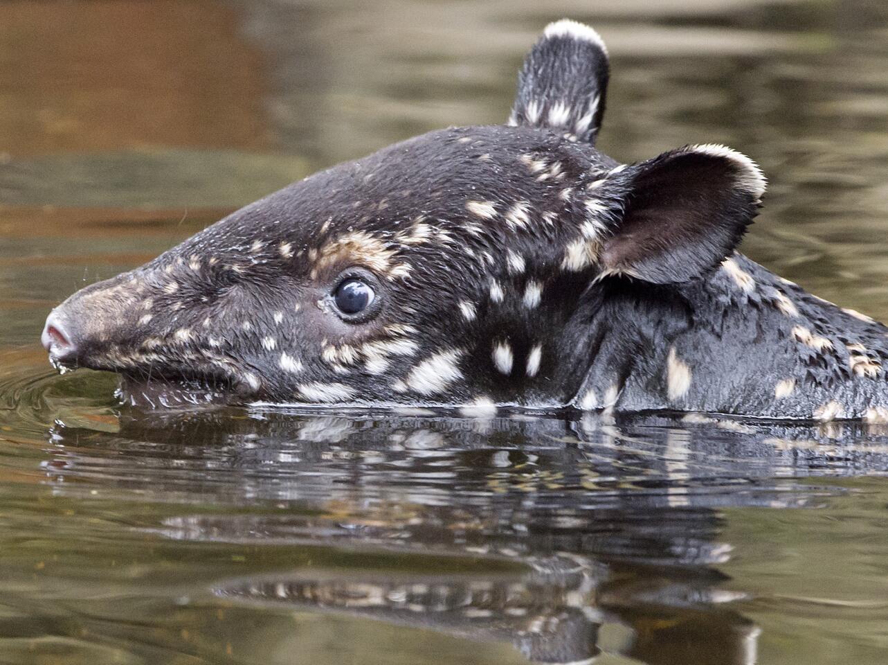 A young male Malayan tapir swims in the enclosure in the zoo in Leipzig, Germany, on June 15, 2016. The tapir was born June 2, 2016.