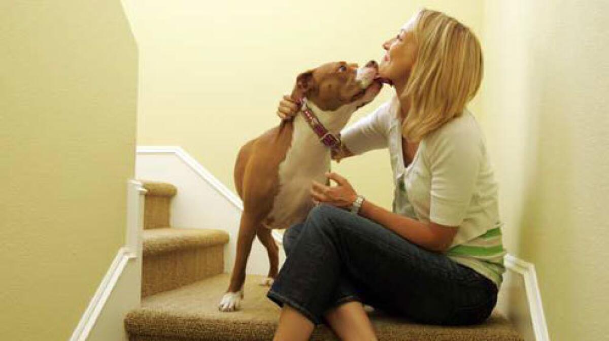 Juliet gives a kiss to Cristi Bennett. The pit bull, like so many pets in the current economy, lost her home when her owner could no longer afford to keep her.