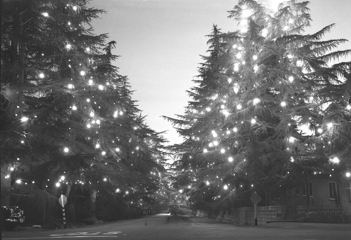 Tall trees line a residential street. A sign in the middle of the street says "Lights Out."