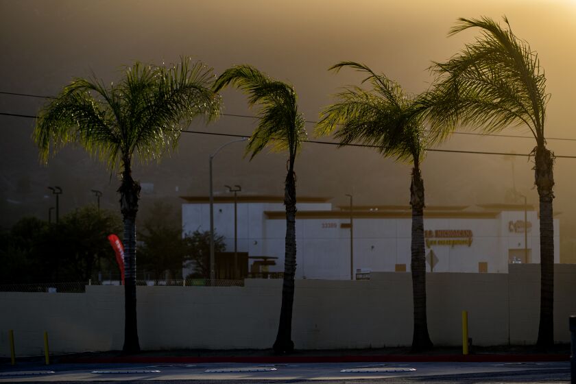 SAN JACINTO, CA - NOVEMBER 24, 2022: Palm trees bend in the wind as powerful winds forced Southern California Edison to shut off the power to the area on Thanksgiving day November 24, 2022 in San Jacinto, California. The power is out in the area of Highway 74 and Vista Place. The San Ana winds will continue through Friday.(Gina Ferazzi / Los Angeles Times)