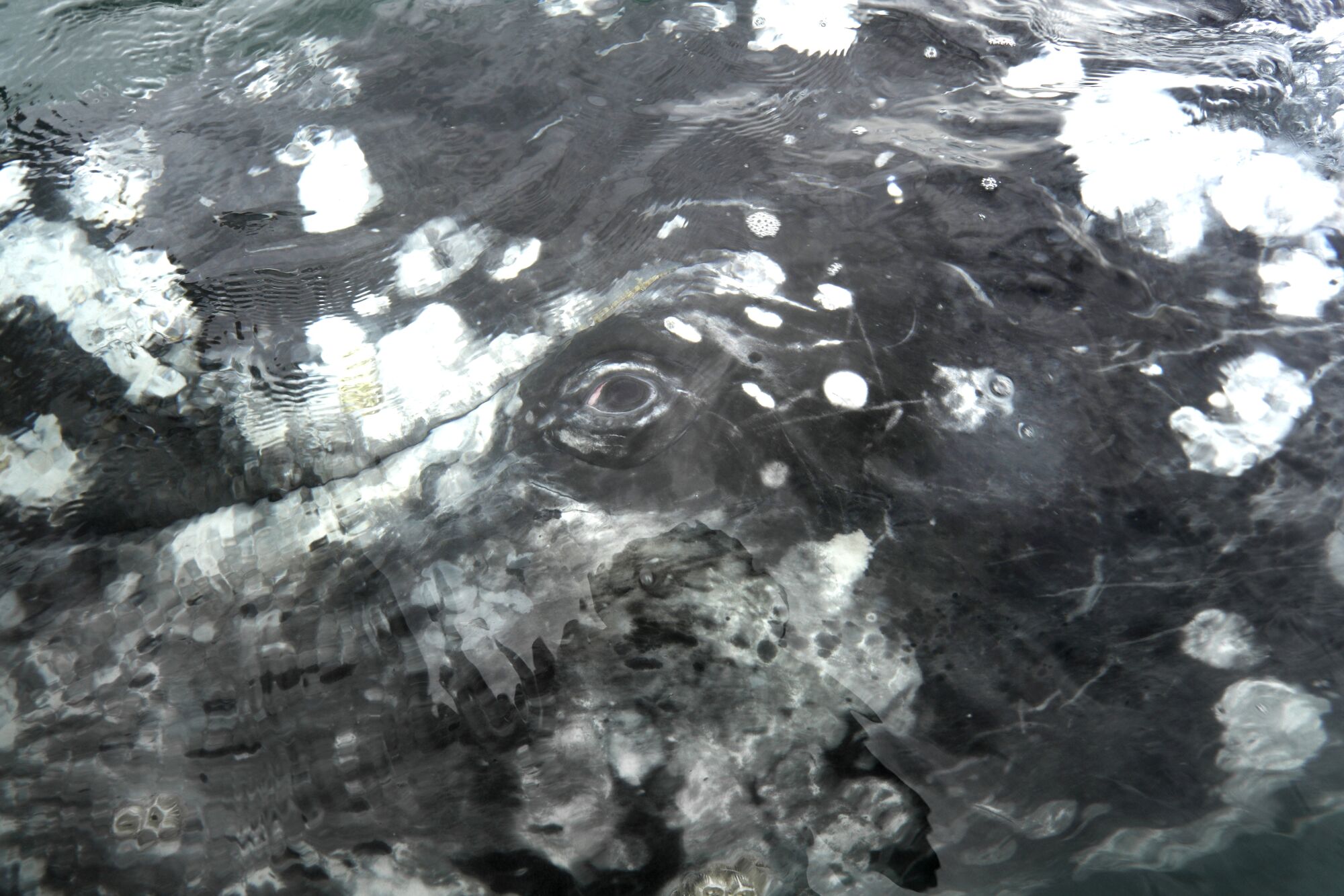 A gray whale breaches the surface in Laguna San Ignacio, Baja California.