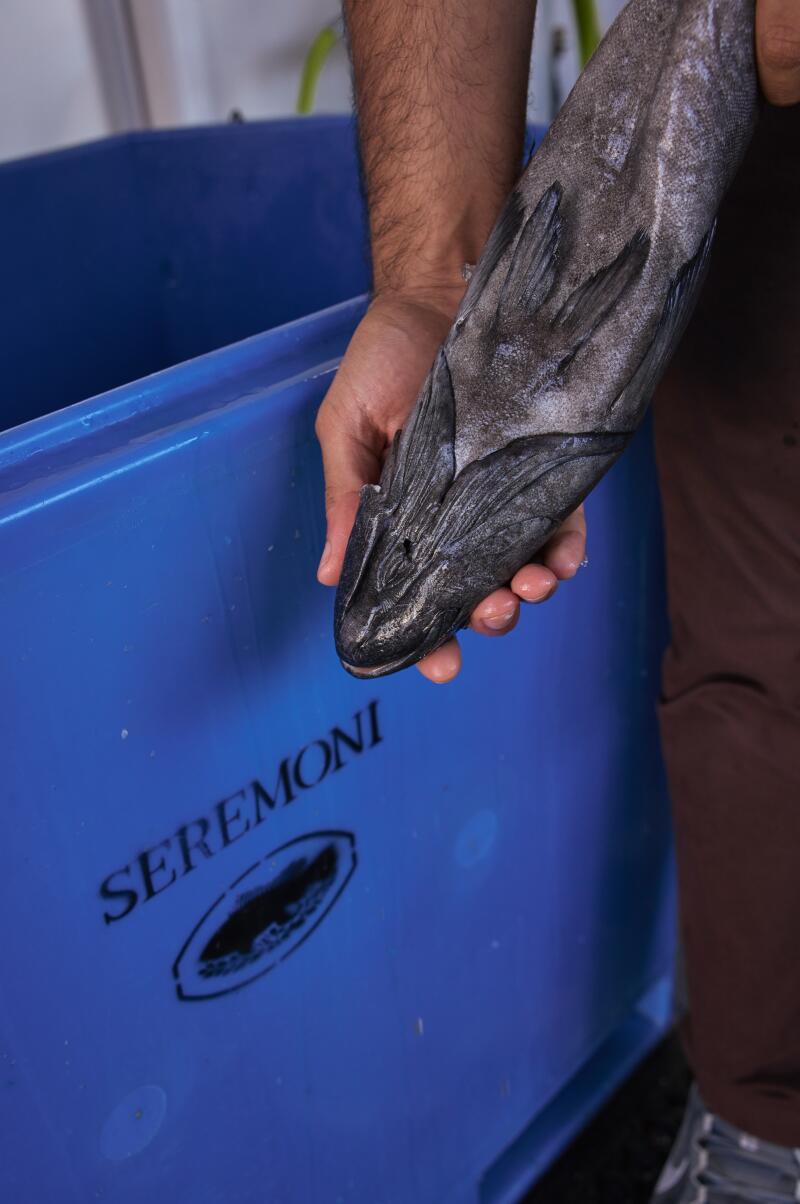 (Clockwise from the left) The spike hole and gill cuts that Poseidon makes to humanely kill fish.