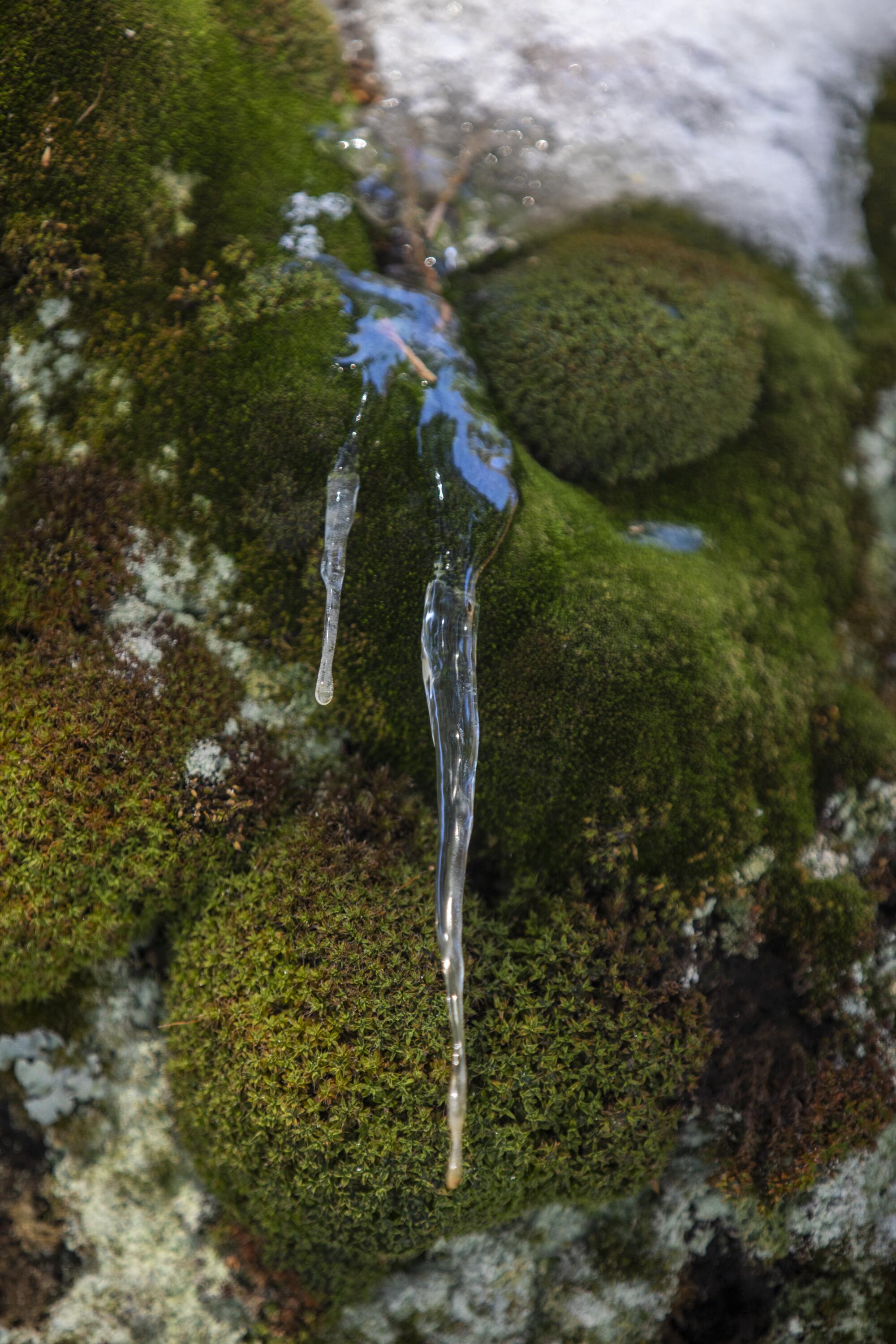 Two small icicles dangle from a moss-covered rock.