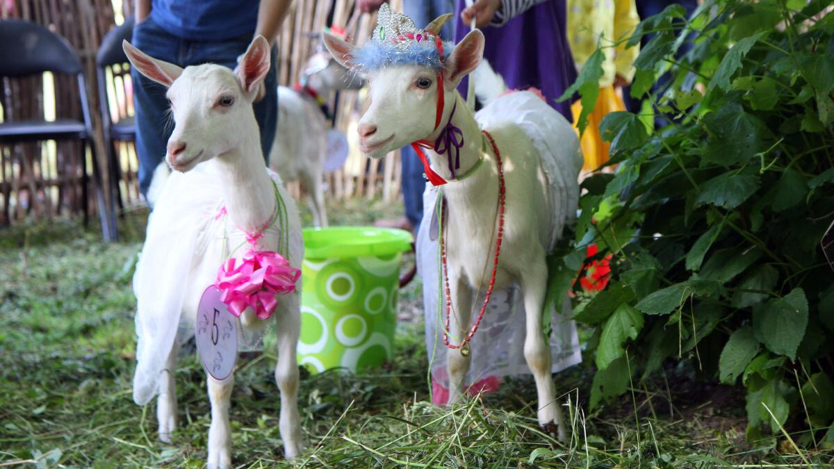 Goats wait for the show during a goat beauty contest in Ramygala, Lithuania.