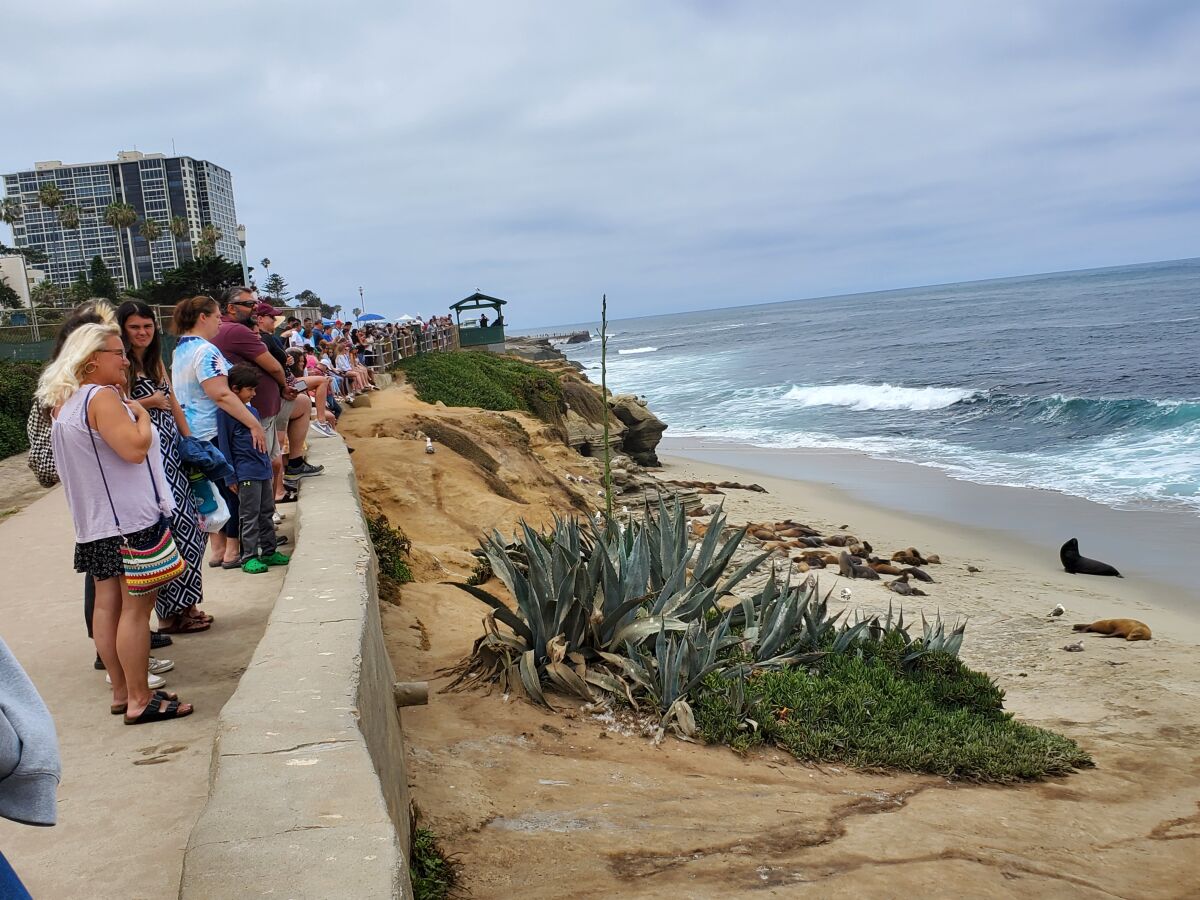 People line the sidewalk above Boomer Beach in La Jolla to view the sea lions below.