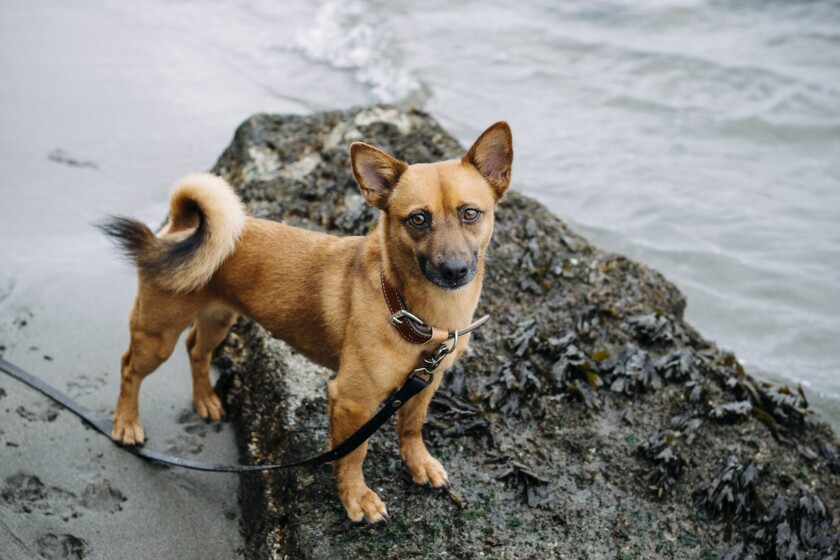 Ellie, an avid hiker and rescue dog, stands on a steep rock near a shore.