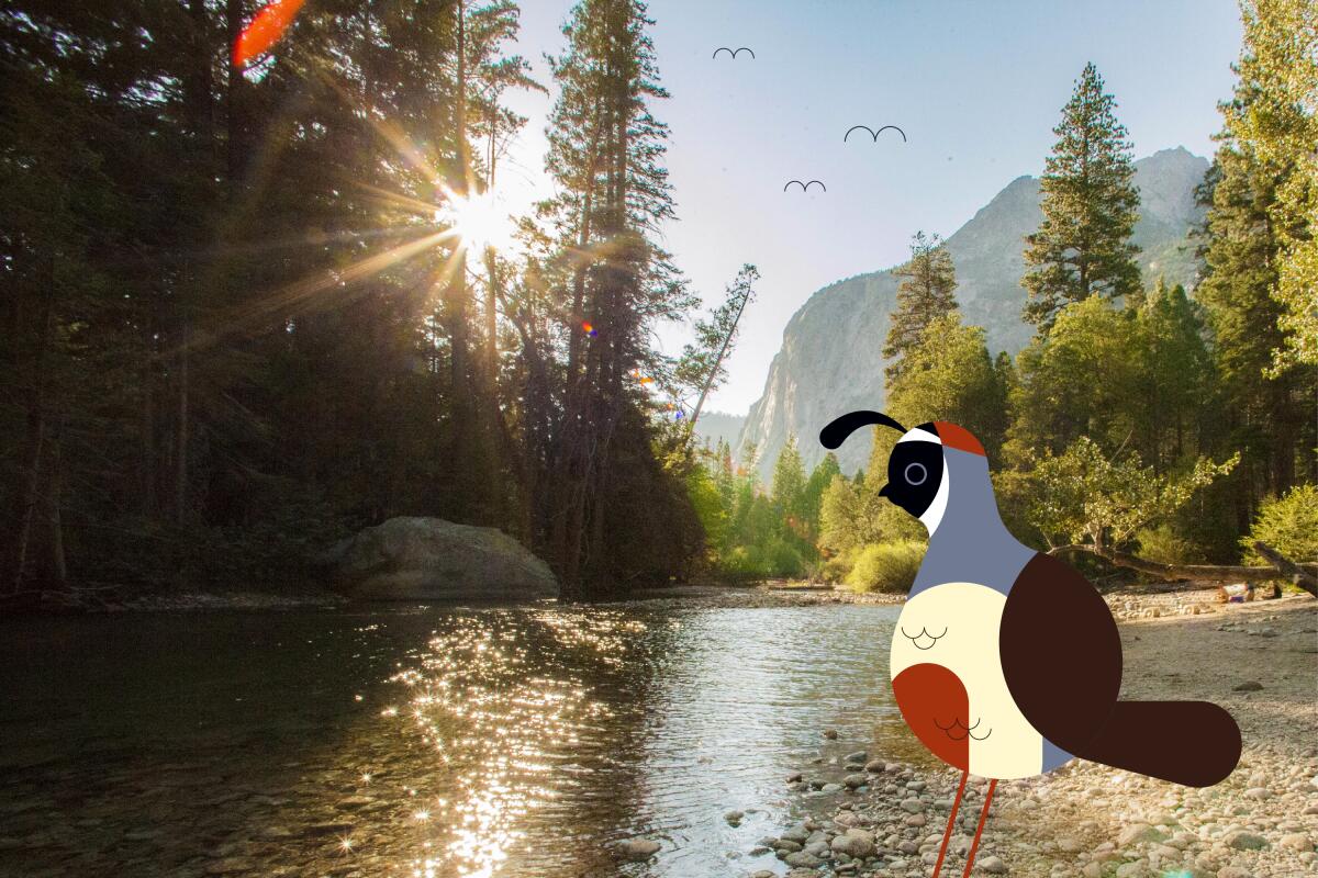 An illustrated California quail stands on the edge of a mountain stream.