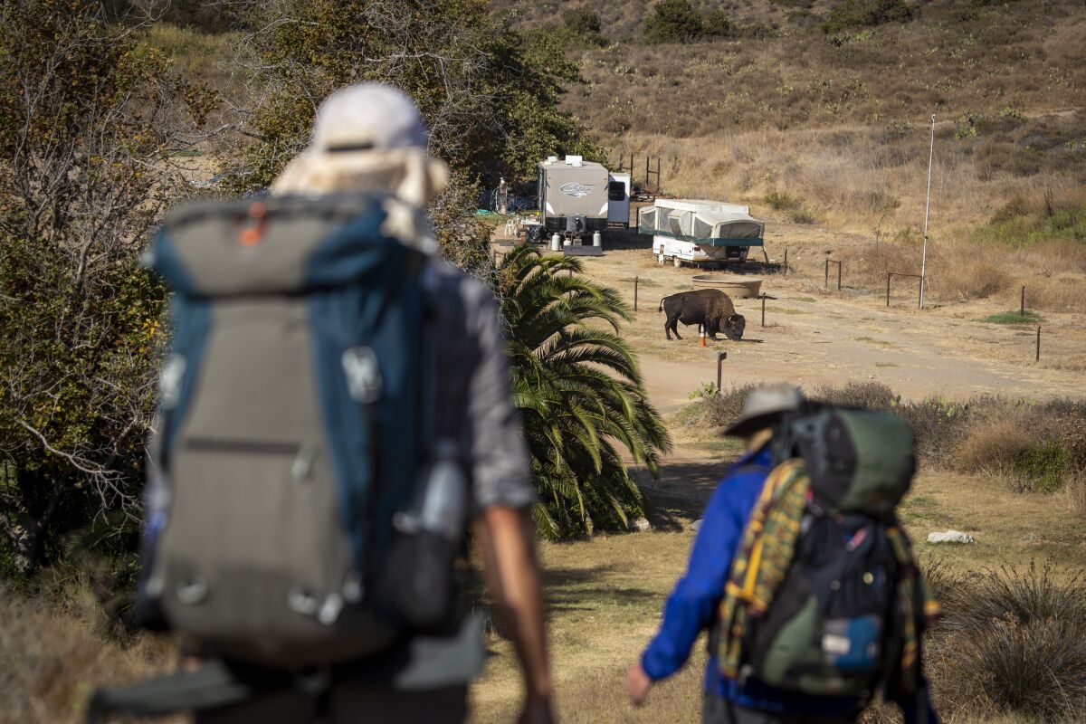 A North American Bison roams around their campground as they arrive in Little Harbor in Catalina