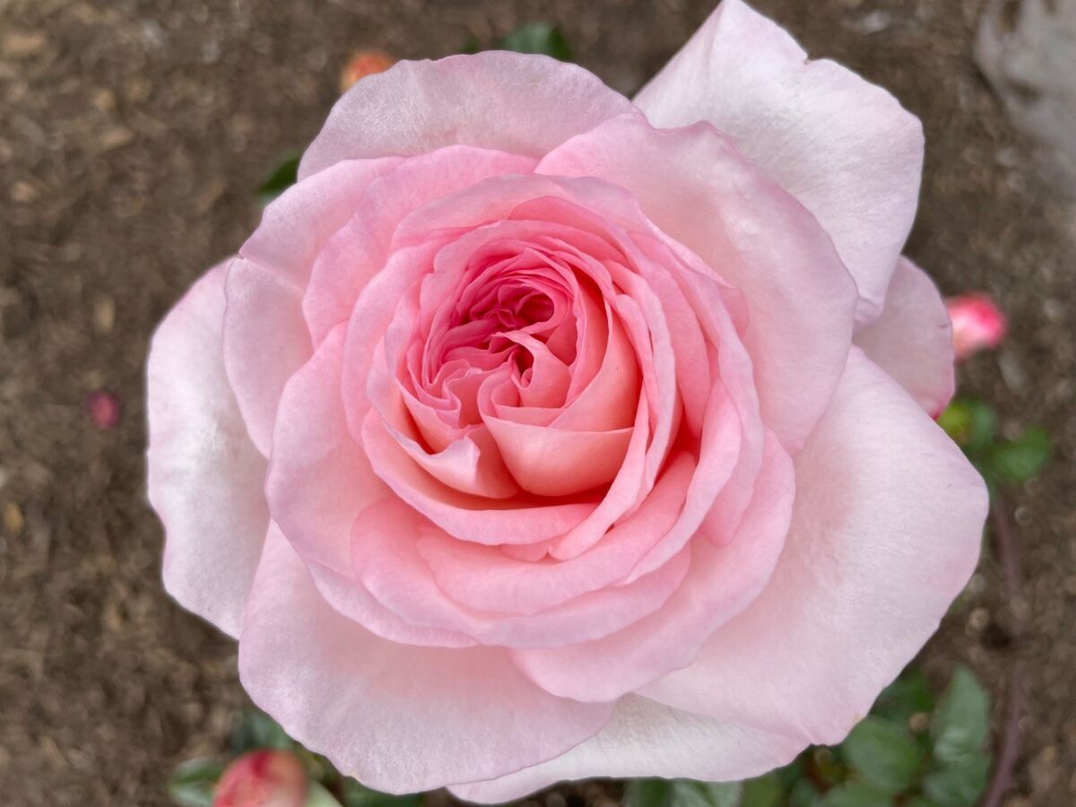 'Savannah' is a strongly fragrant Kordes hybrid tea rose that is beautiful and very disease-resistant.