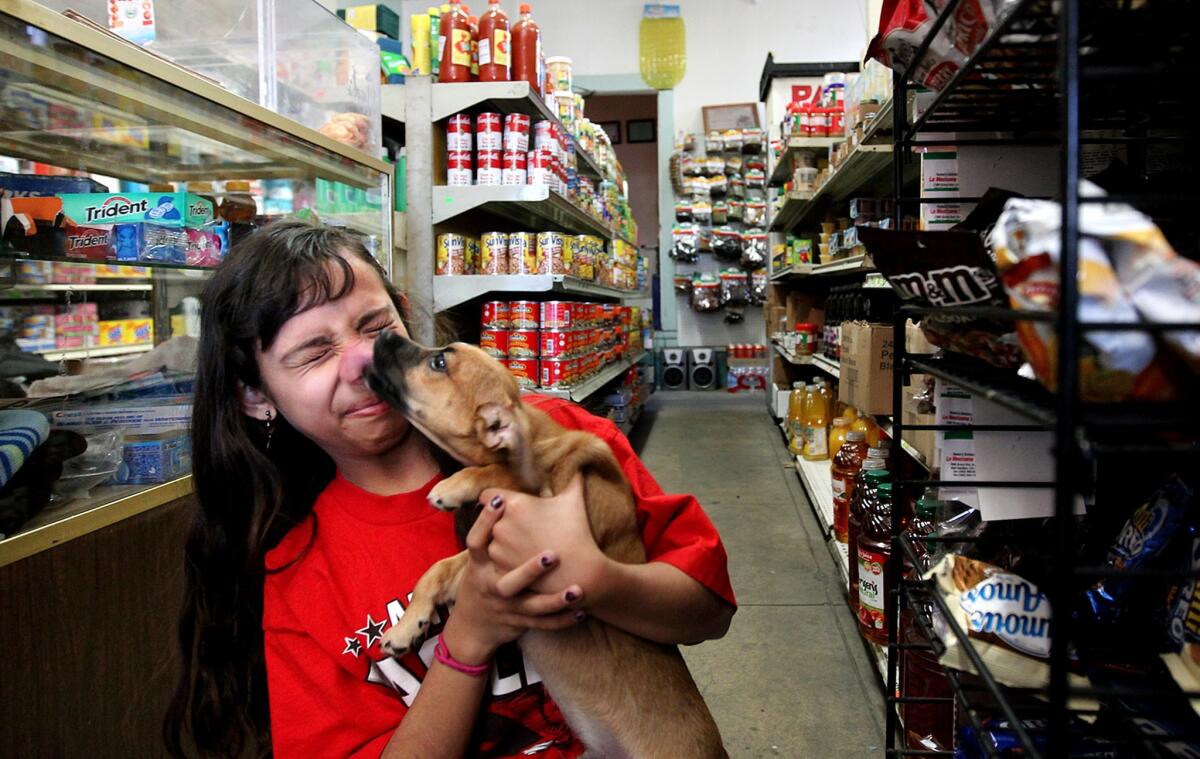 Not everyone will think it's adorable that you've brought your dog into a store that sells food.