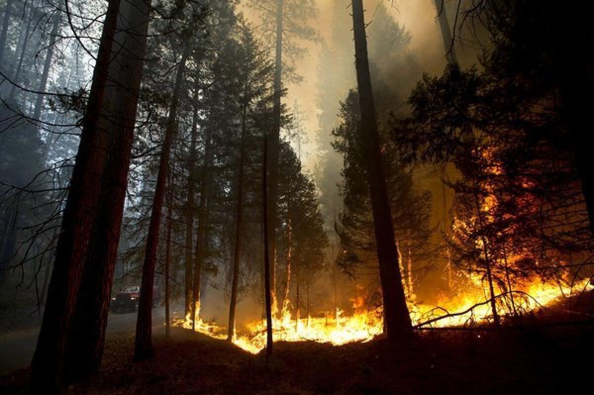 The Rim fire burns through the Stanislaus National Forest on Thursday, Aug. 22, 2013.