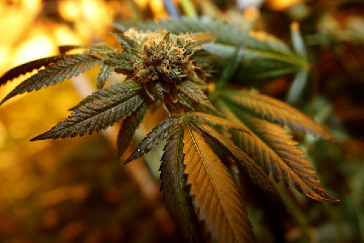 Medical marijuana flourishes inside a grow house in Long Beach in February 2012.