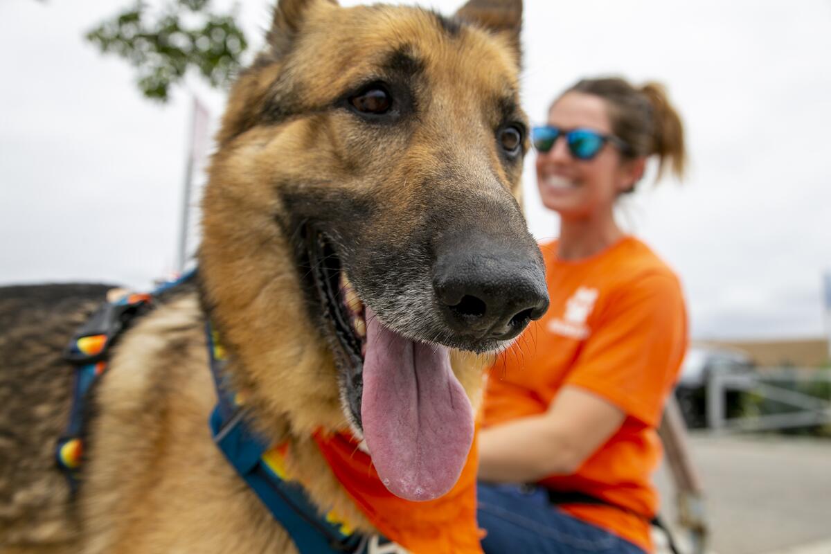 OCHS volunteer Dana Lundblad on Thursday works with Zeus, a German shepherd who's lived at the shelter for three years.