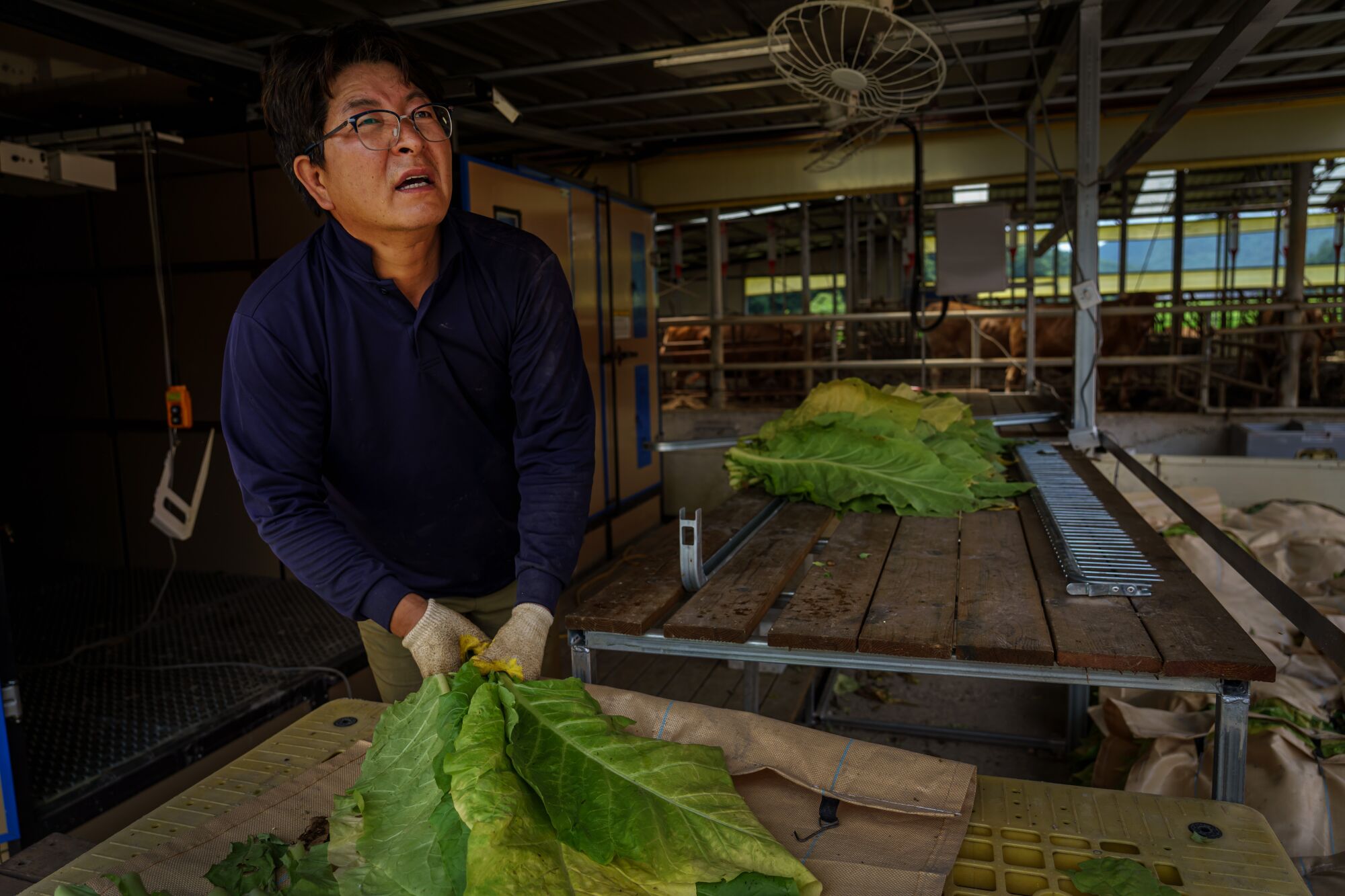 Park Jong-bum sorts tobacco leaves before hanging them up for drying at his farm.