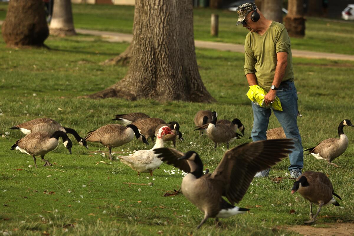 Vietnam veteran Al Vargas, Jr. enjoys feeding the geese at Echo Park Lake. 