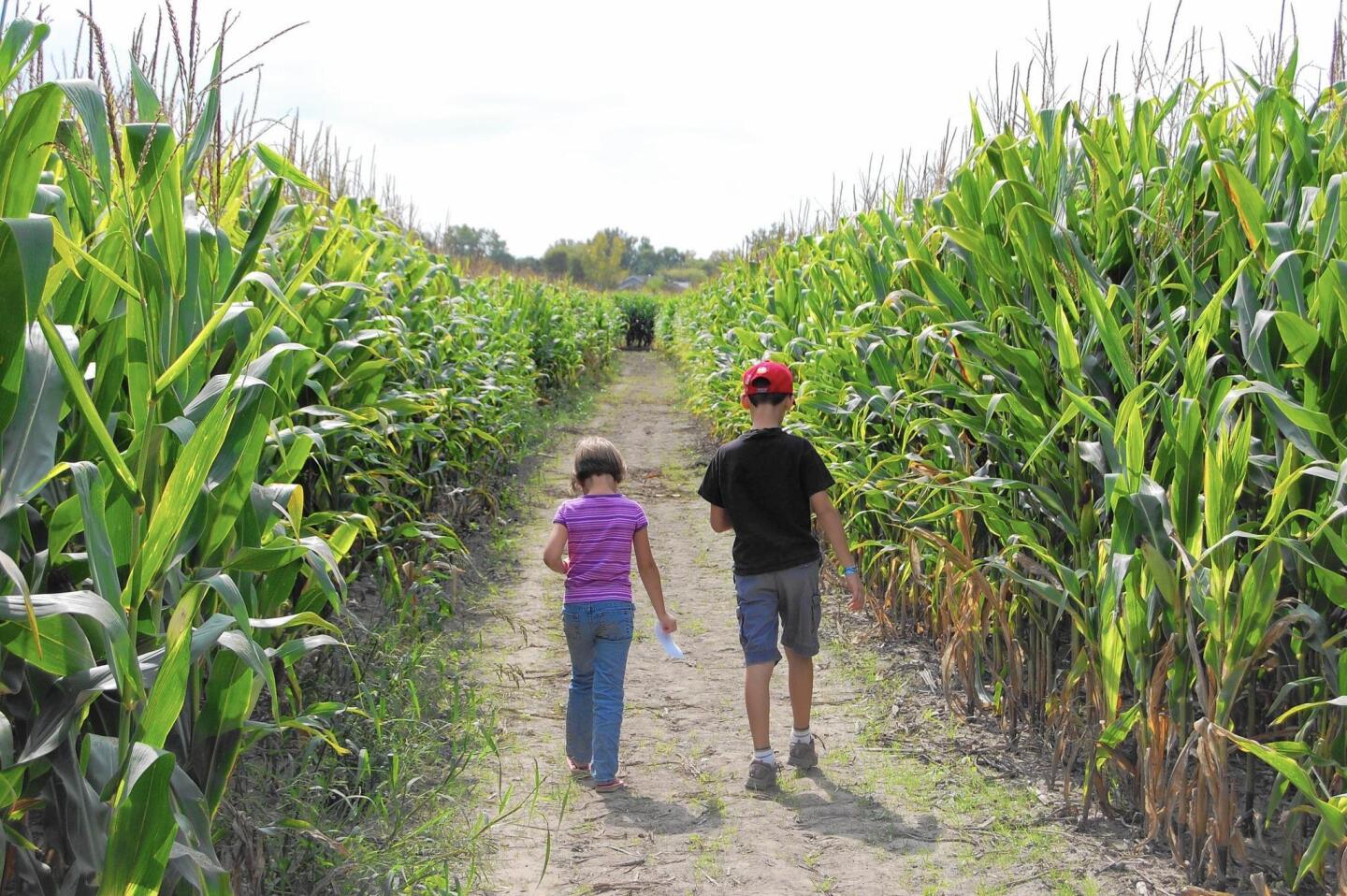 There’s no shortage of corn mazes in the Midwest, and kids — as well as adults — get a kick out of finding their way through them.