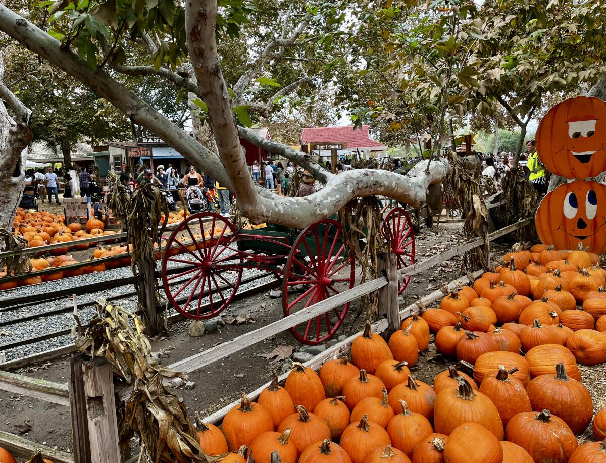 Pumpkins and people populate the grounds of the Irvine Park Railroad's Pumpkin Patch