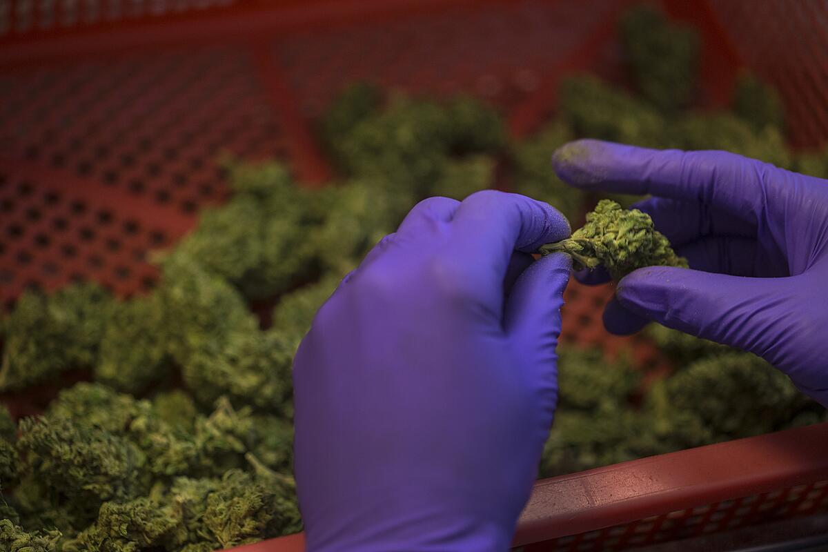 A worker sorts through buds last year at the Harborside Health Center in Oakland, a huge medical marijuana dispensary that the federal government is trying to shut down.