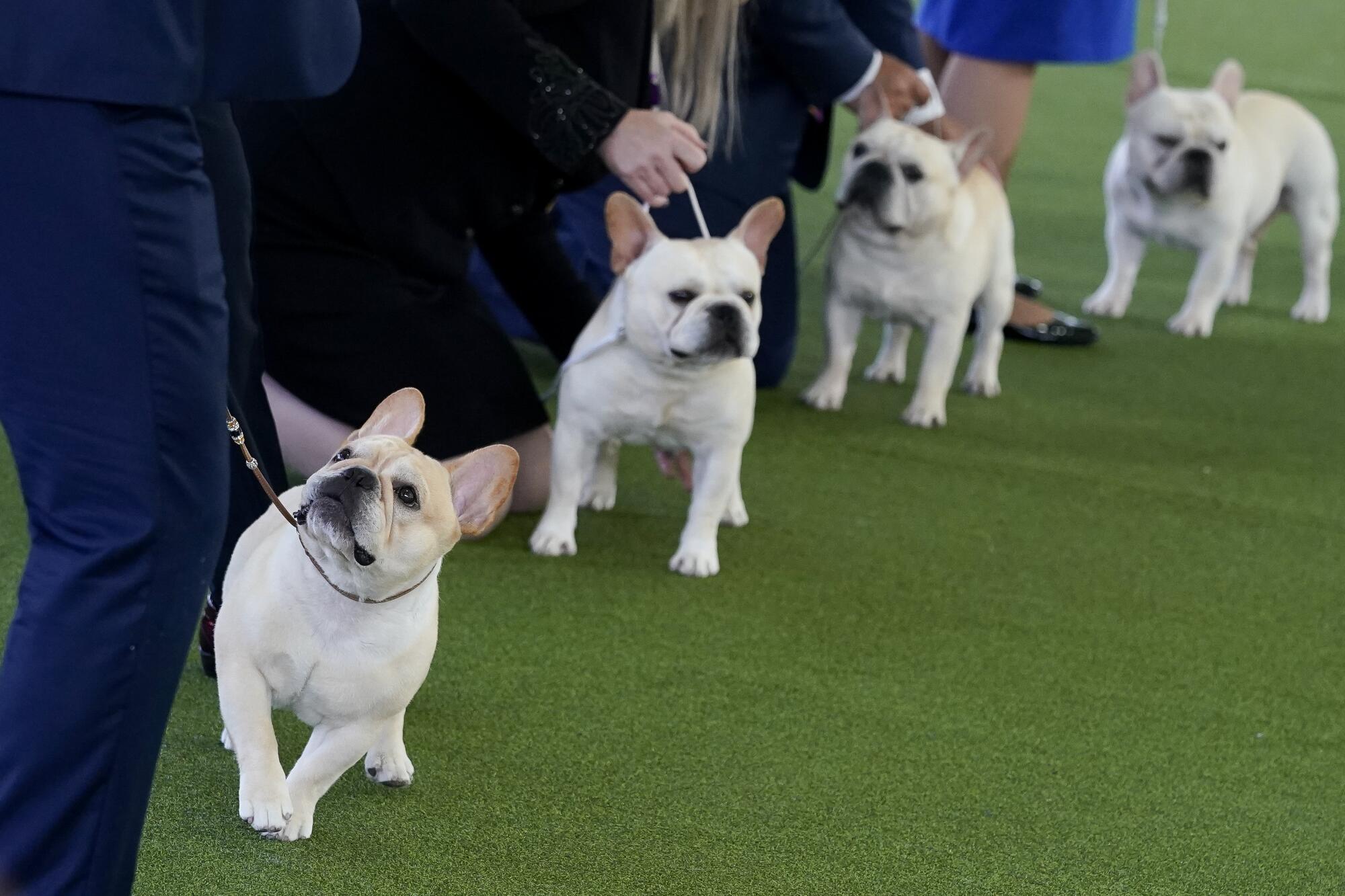 Four French bulldogs with their handlers at Westminster.