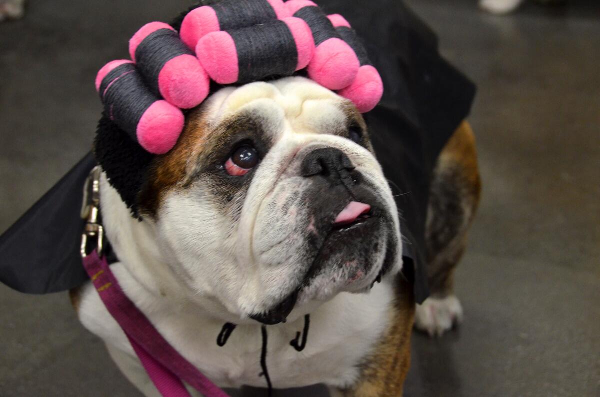 Roxi, a 7-year-old English bulldog, wears curlers for the Paul Mitchell Halloween Pet Fashion Show.
