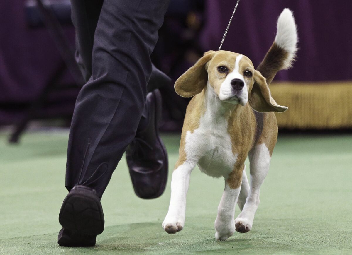 Miss P and handler Will Alexander. "She was so smooth, so cute. She was just perfection," one judge said of the beagle.