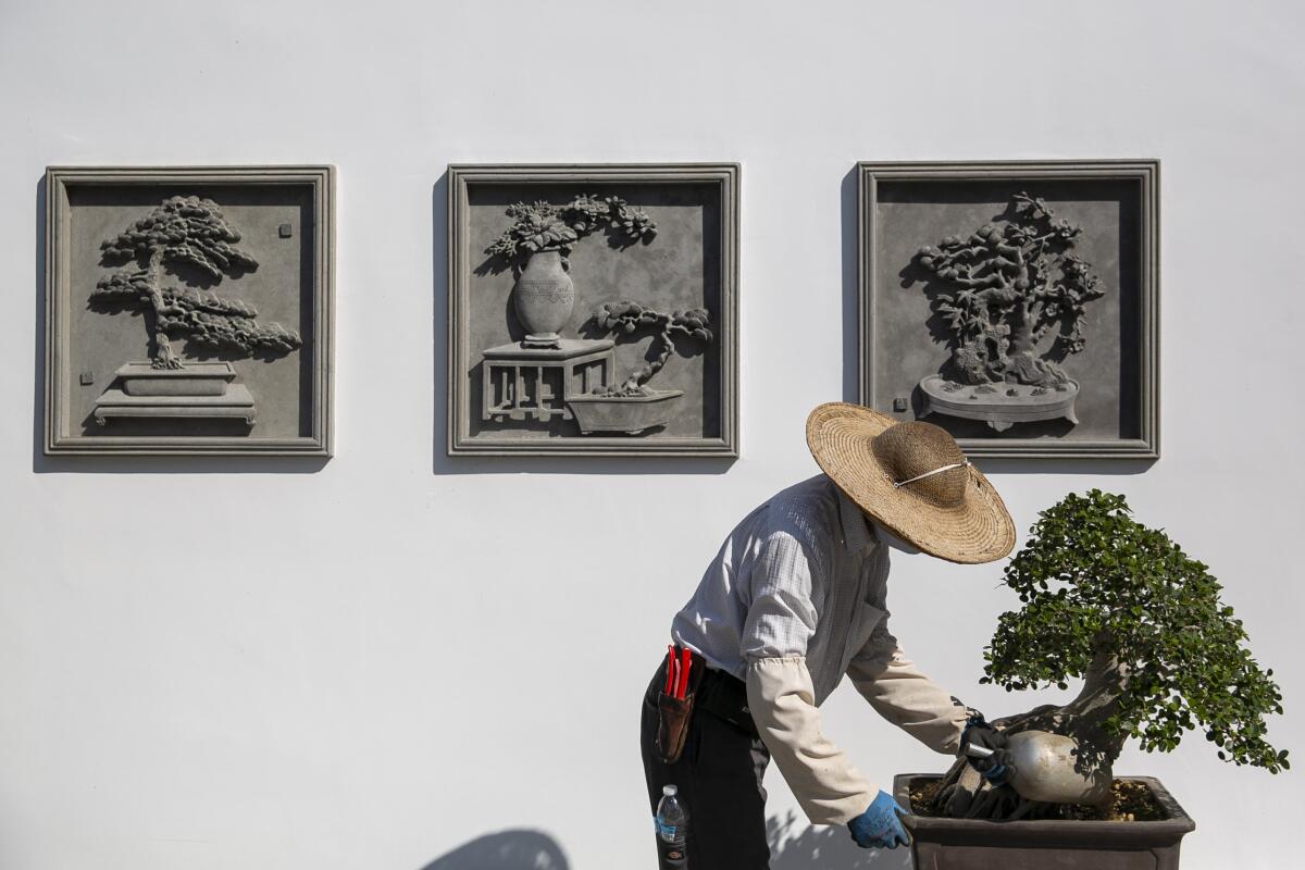 Che Zhao Sheng, wearing a broad straw hat, adds soft stones to the bases of a miniaturized tree.