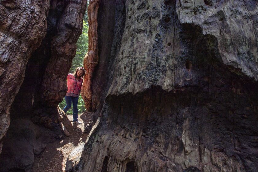 *** THIS IMAGE EMBARGOED UNTIL MONDAY SEPTEMBER 16, 2019—DO NOT PUBLISH *** SEQUOIA CREST, CALIF. -- THURSDAY, JUNE 20, 2019: Save the Redwoods League’s chief communications officer Jennifer Benito-Kowalski peers inside the large cavity of the massive Stagg sequoia tree in the Alder Creek Grove, the largest private holding of giant sequoias, in Sequoia Crest, Calif., on June 20, 2019. The grove has 483 giant sequoias with diameters of at least six feet, including the Stagg tree, considered the world's fifth largest tree. (Brian van der Brug / Los Angeles Times)