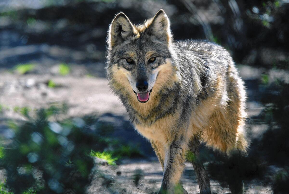 A female Mexican gray wolf in a captive-breeding enclosure at the nonprofit California Wolf Center near Julian. The center's direction of operations says the species remains on an ecological knife edge.