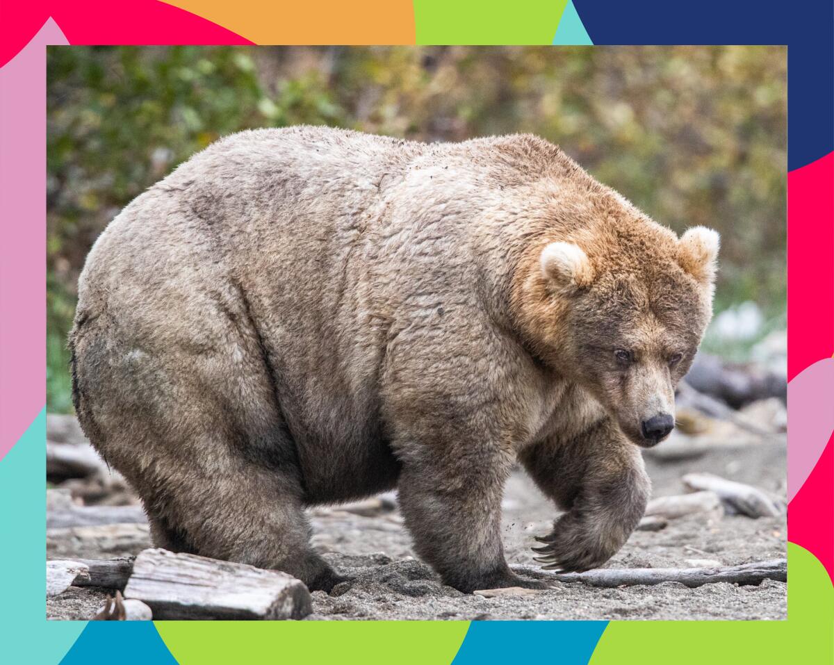  Holly, voted the fattest bear on Alaska's Katmai National Park and Preserve last year. CREDIT: National Park Service