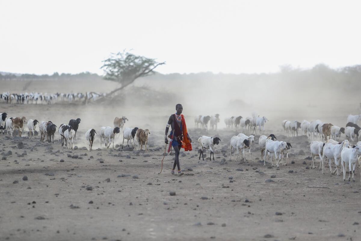 A Maasai man walks with his livestock in search of grassland for them to graze in Kenya.