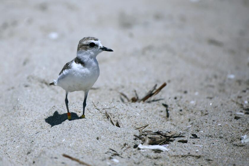 An endangered Western snowy plover parent keeps a close watch on its chick on the Huntington Beach side of the mouth of the Santa Ana River, in Huntington Beach on Wednesday, July 8, 2020.