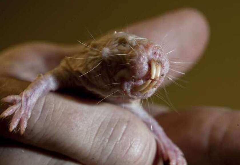 The aesthetically challenged naked mole rat could offer clues to battling disease and slowing the effects of aging.