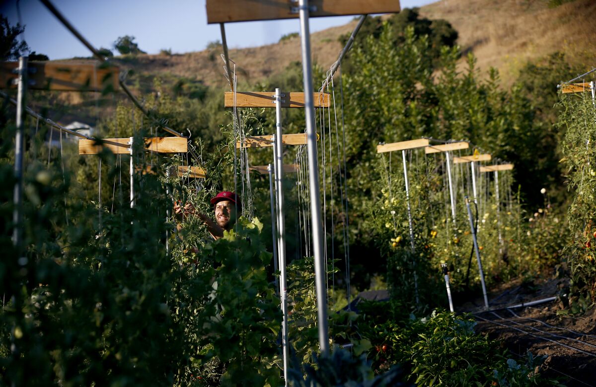 Eric Tomassini trellises tomato plants on the steep acre that holds Avenue 33 Farm, the urban farm he and his wife, Ali Greer, tend behind their Lincoln Heights home.