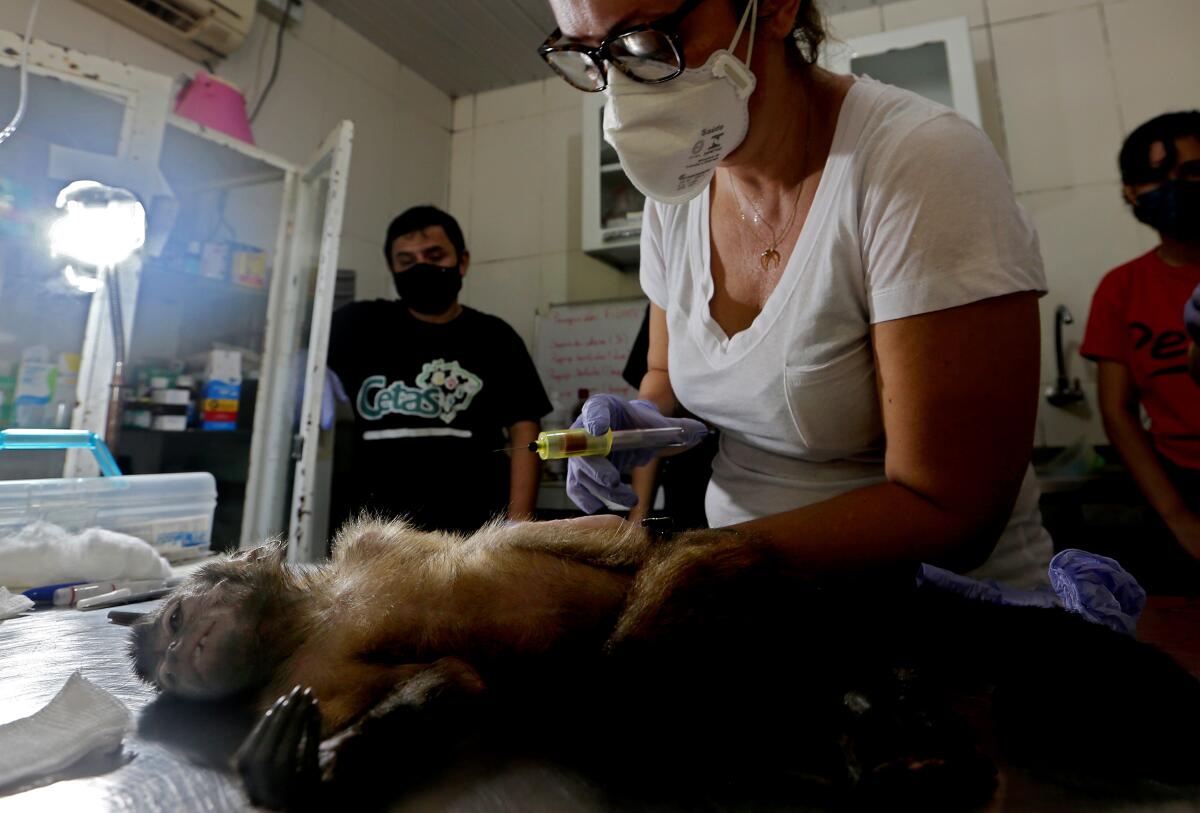 A monkey lies on a table. A woman in glasses and mask holds a syringe.