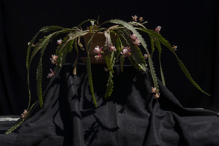 A close-up photograph of a blossoming Schlumbergera plant against a black background.