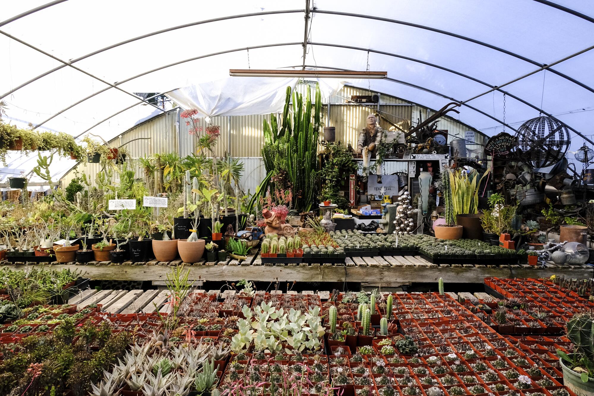 Rows of succulents in a greenhouse