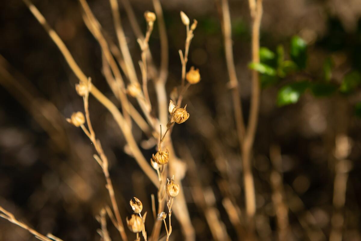 A closeup of dried brown stalks of California native wildflowers.