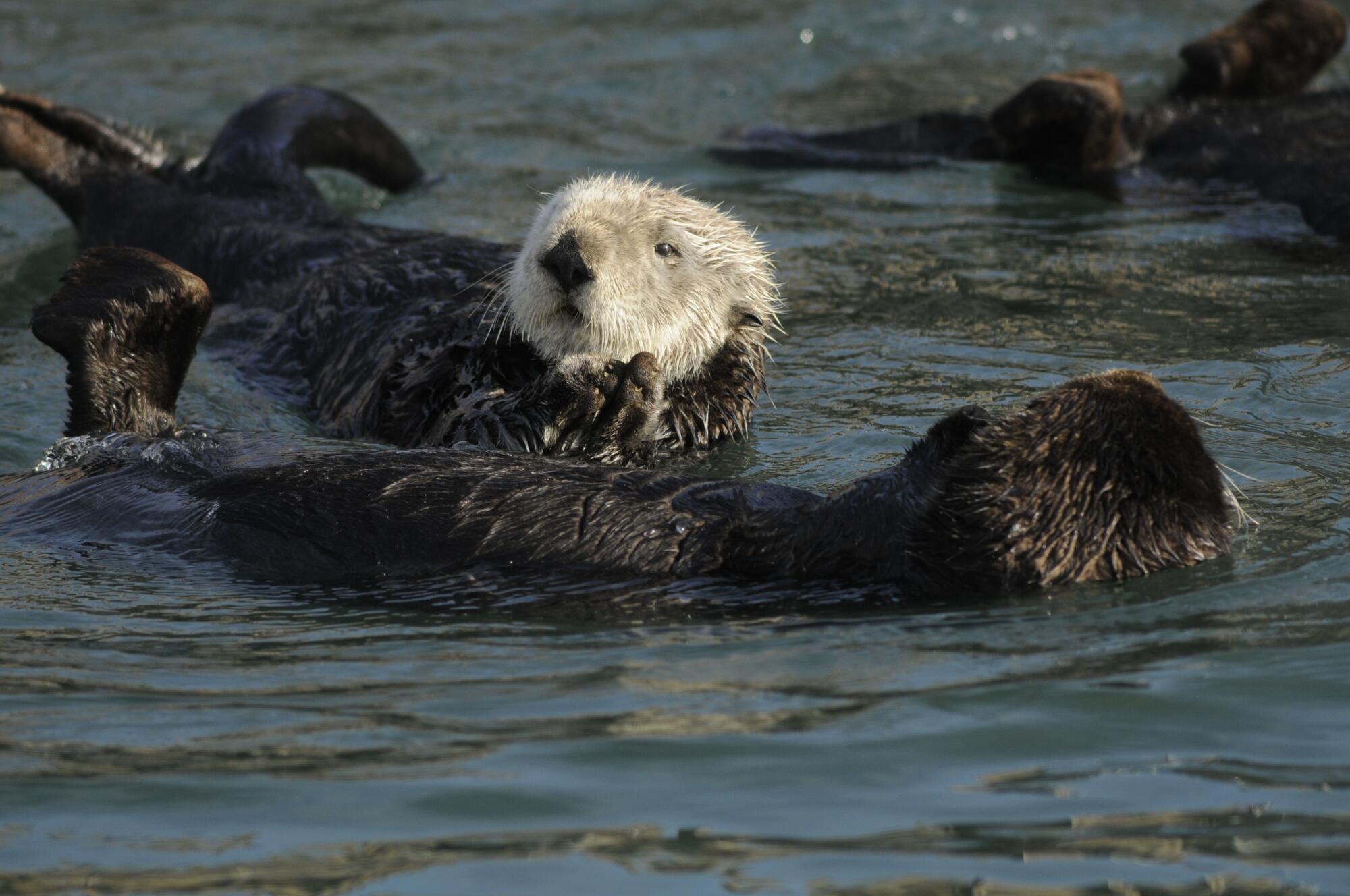 The sea otter relaxes while floating on its back.