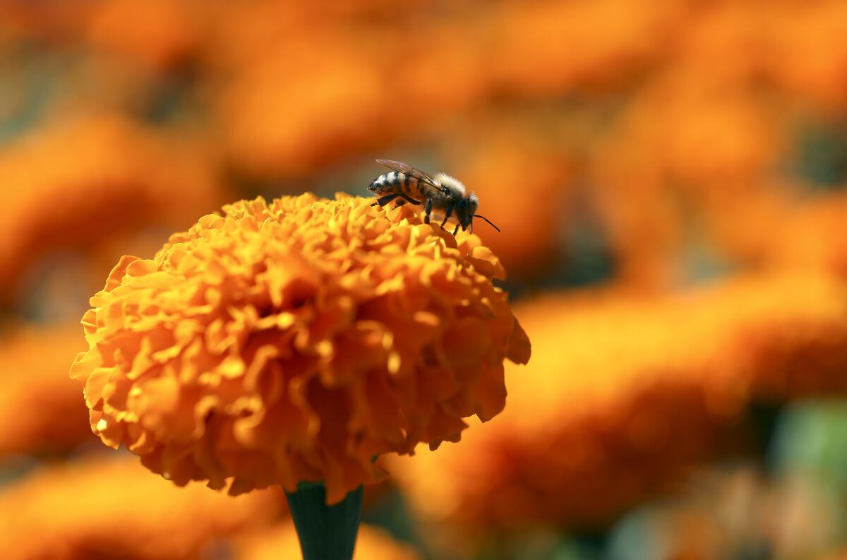 A bee collects pollen from a marigold flower. 